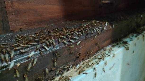 istockphoto 2188131263 612x612